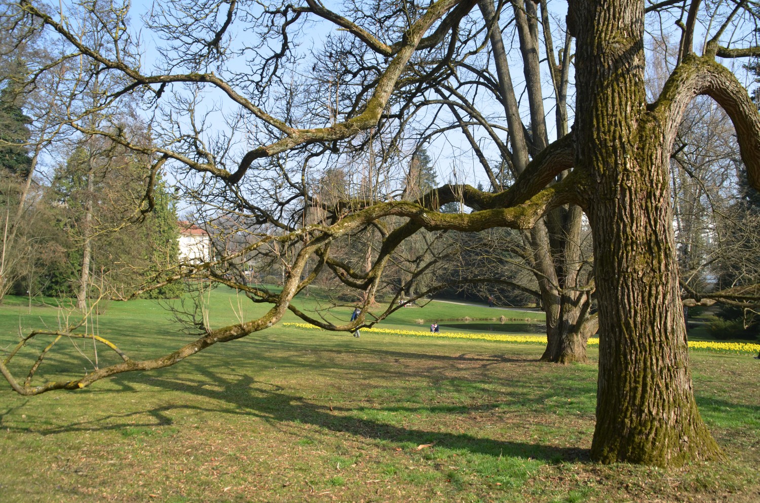 Catalpa bignonioides - Stuttgart-Hohenheim - 2019
