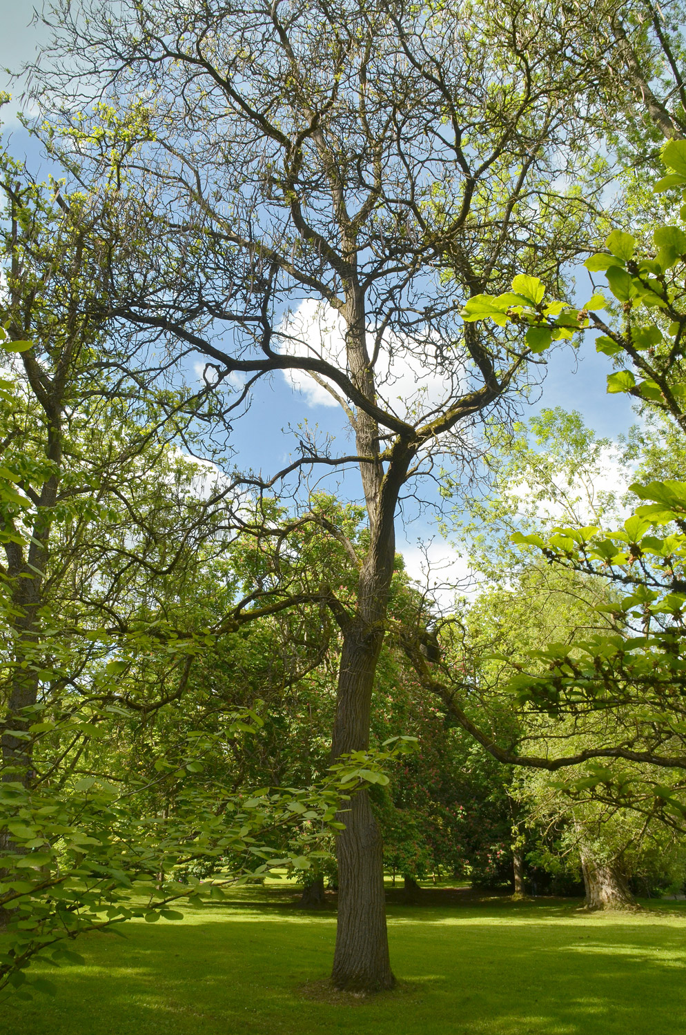 Catalpa speciosa - Stuttgart-Hohenheim - Mai 2023