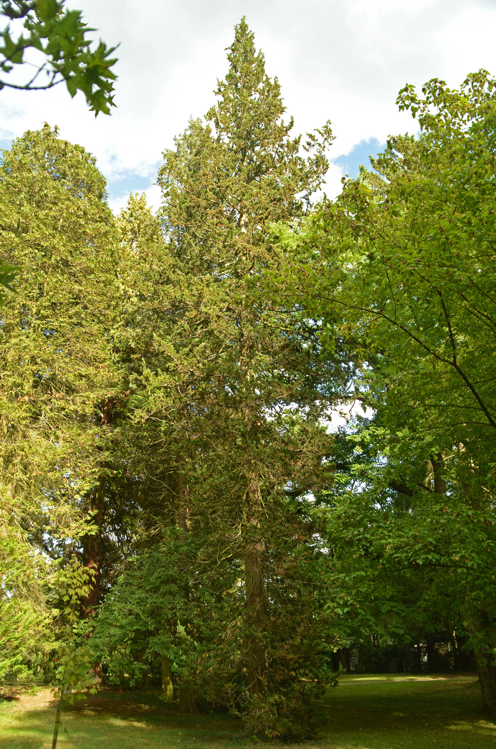 Chamaecyparis lawsoniana 'Wisselii' - Stuttgart-Hohenheim - Sept. 2023