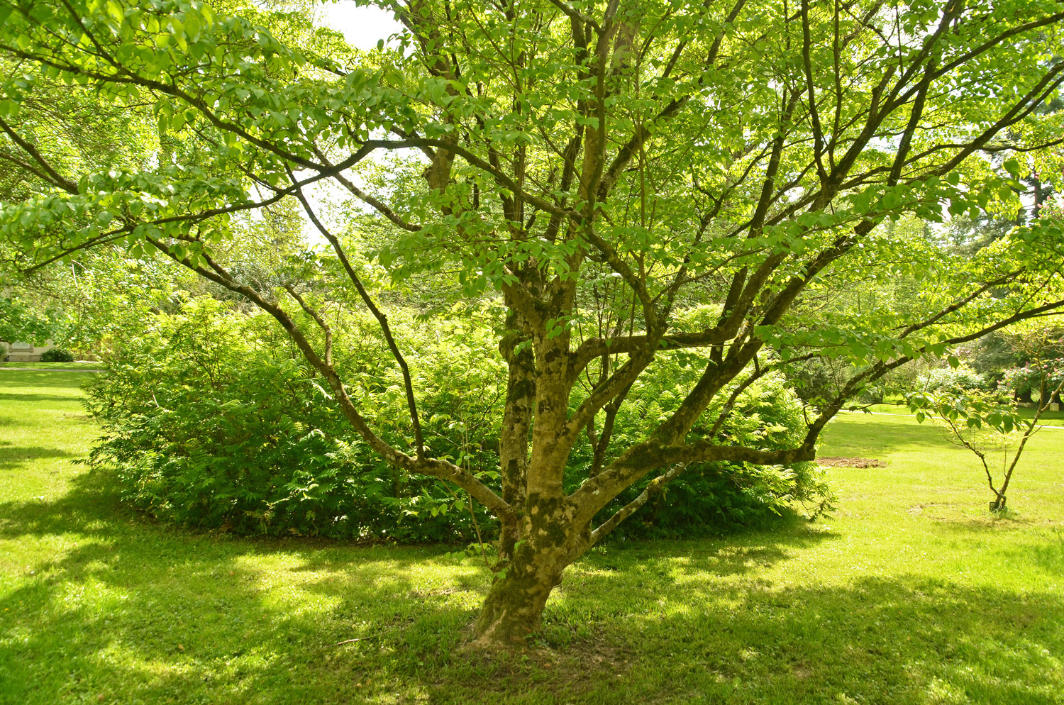 Cornus kousa - Stuttgart-Hohenheim - Mai 2023
