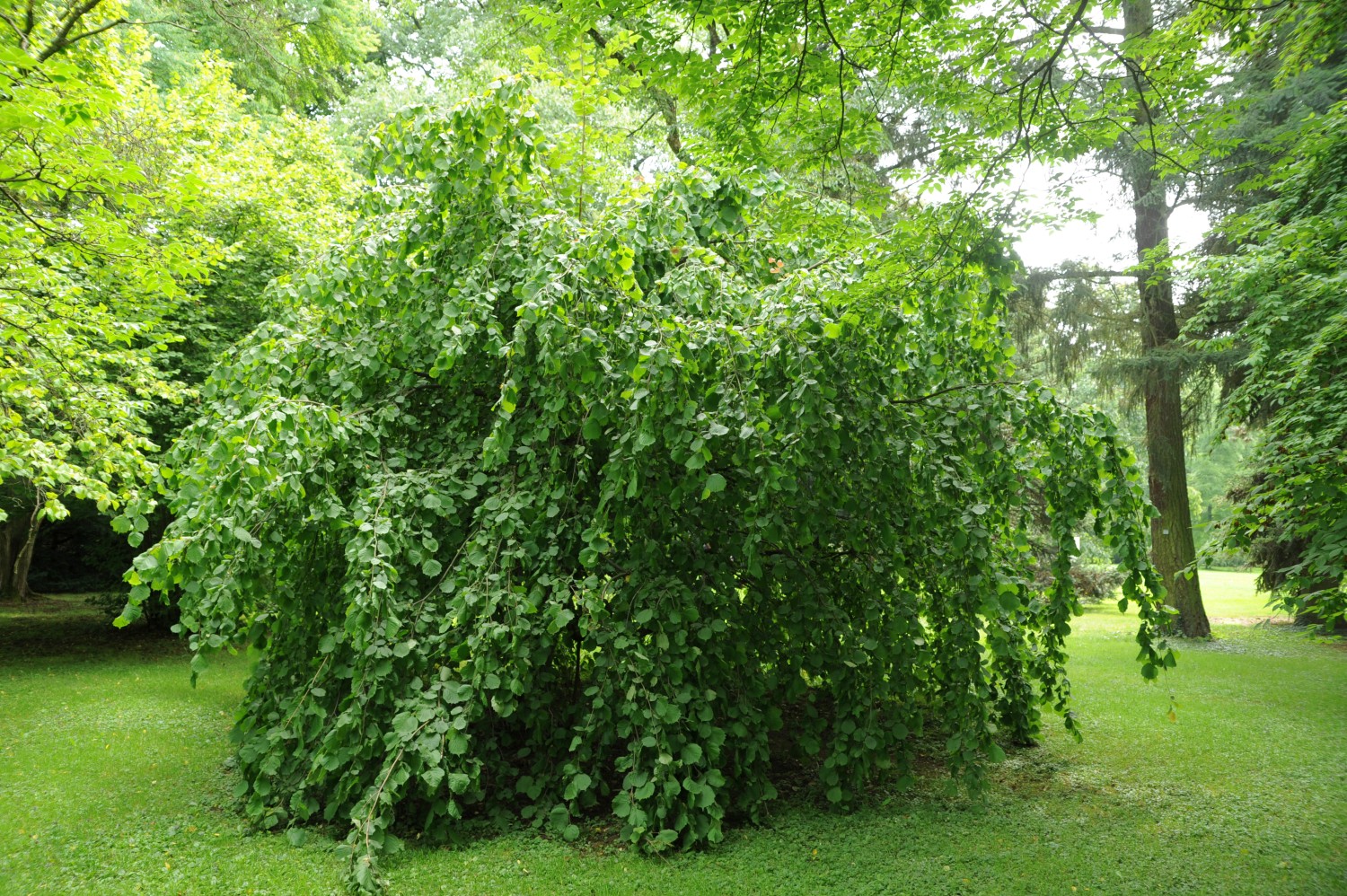 Corylus avellana 'Pendula' - Stuttgart-Hohenheim - Juli 2014