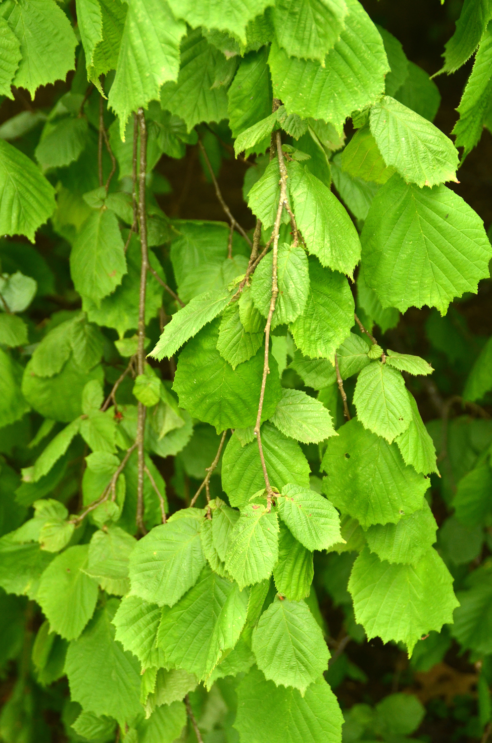 Corylus avellana 'Pendula' - Stuttgart-Hohenheim - Juli 2023