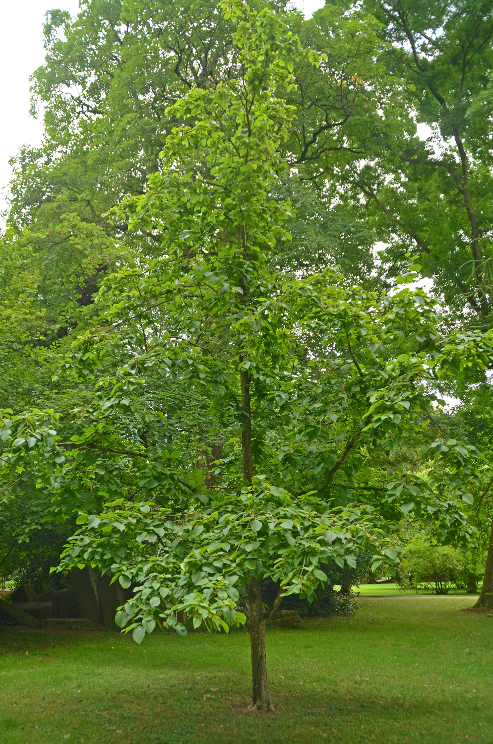 Corylus chinensis - Stuttgart-Hohenheim - Juli 2023