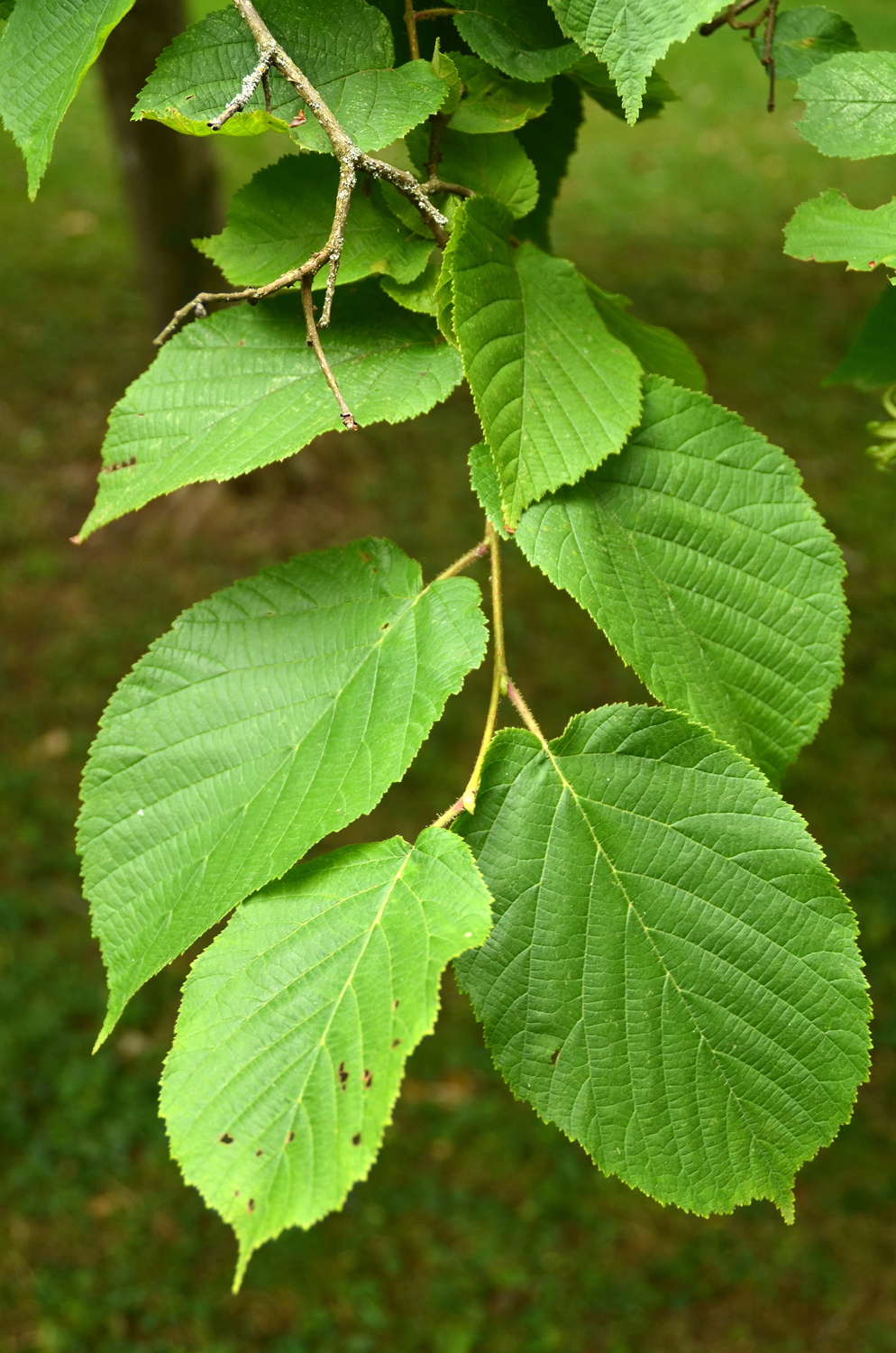 Corylus chinensis - Stuttgart-Hohenheim - Juli 2023