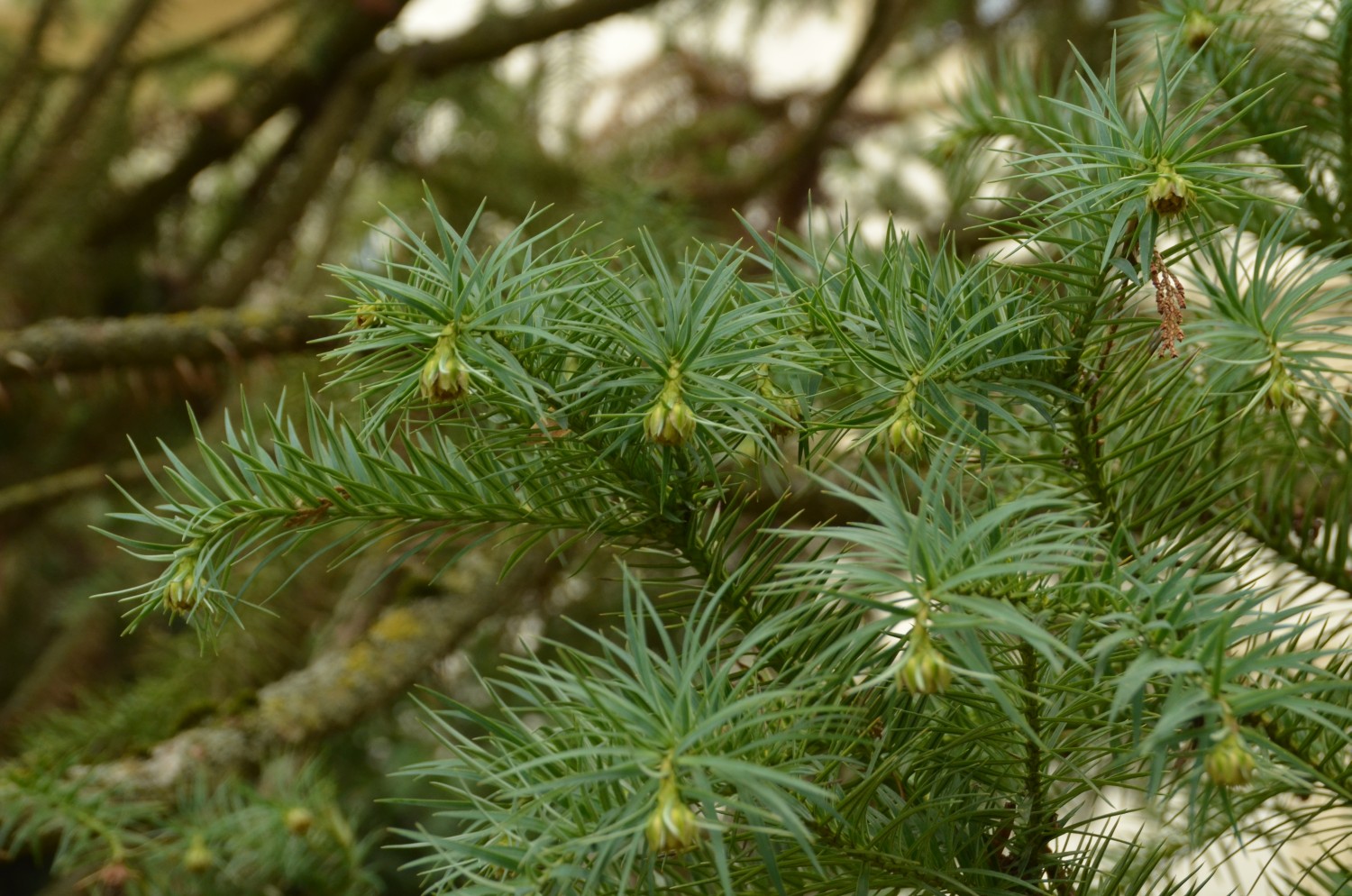 Cunninghamia lanceolata - Stuttgart-Hohenheim - 2021