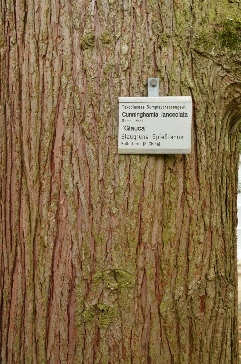 Cunninghamia lanceolata - Stuttgart-Hohenheim - 2021