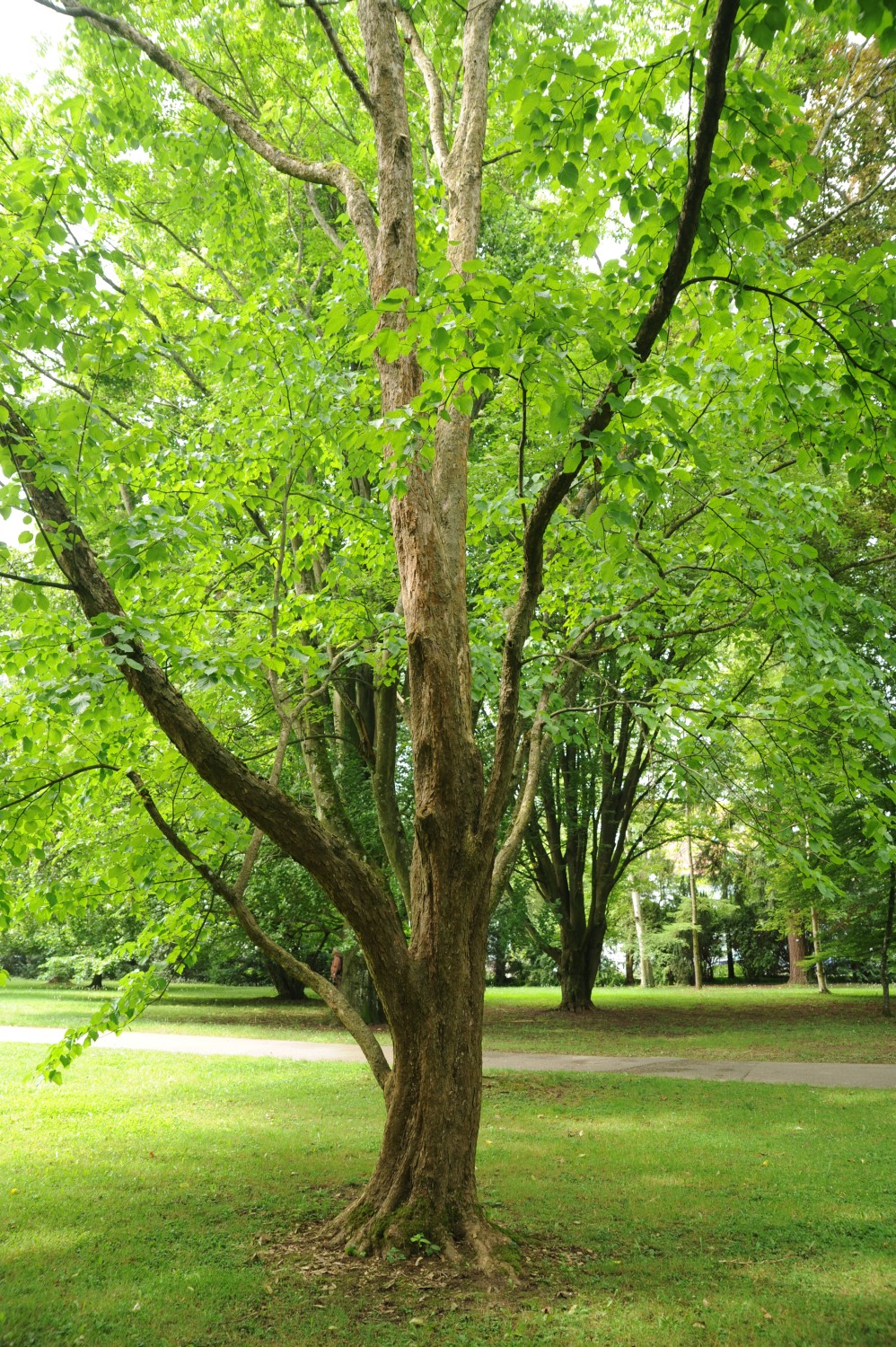 Davidia involucrata var. vilmoriniana - Stuttgart-Hohenheim - Juli 2014