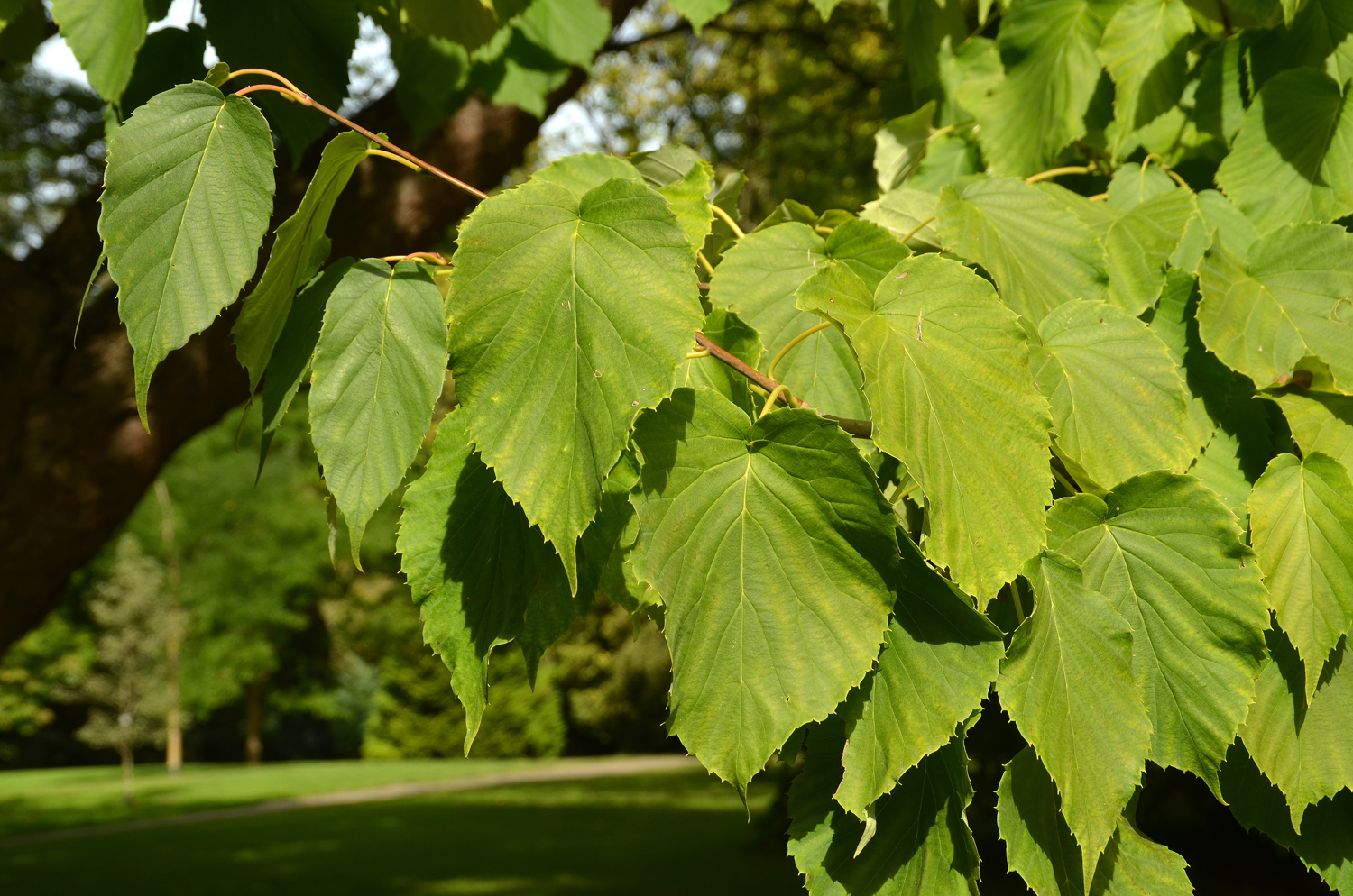 Davidia involucrata var. vilmoriniana - Stuttgart-Hohenheim - Sept. 2023