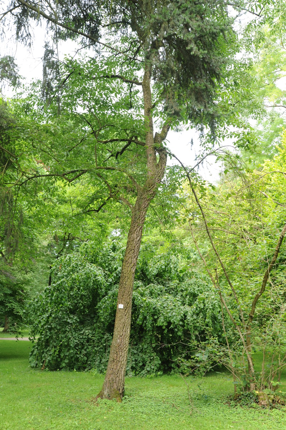 Diospyros lotus - Stuttgart-Hohenheim - Juli 2014