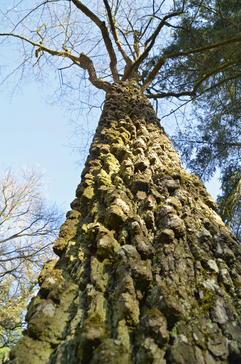 Diospyros lotus - Stuttgart-Hohenheim - 2021