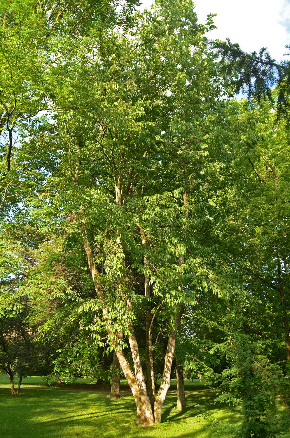 Eucommia ulmoides - Stuttgart-Hohenheim - Juli 2023