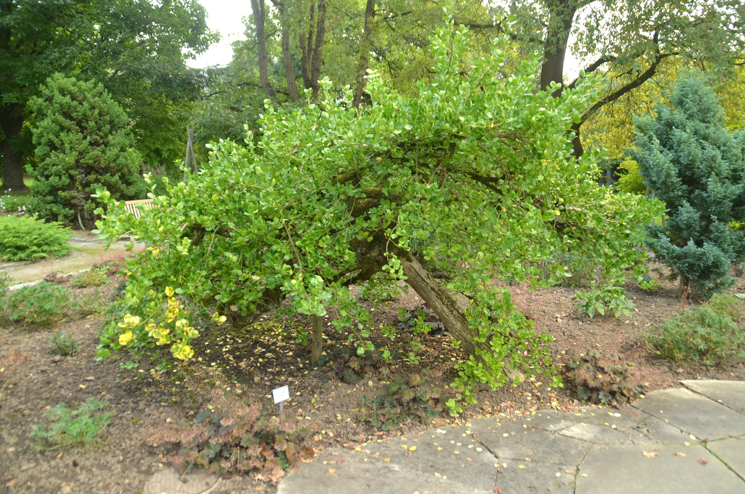Euonymus fortunei var. vegetus - Stuttgart-Hohenheim - Sept. 2023