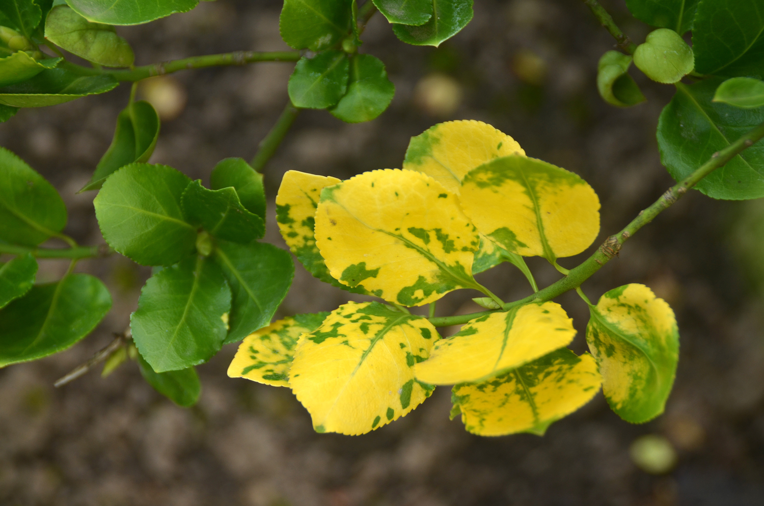 Euonymus fortunei var. vegetus - Stuttgart-Hohenheim - Sept. 2023