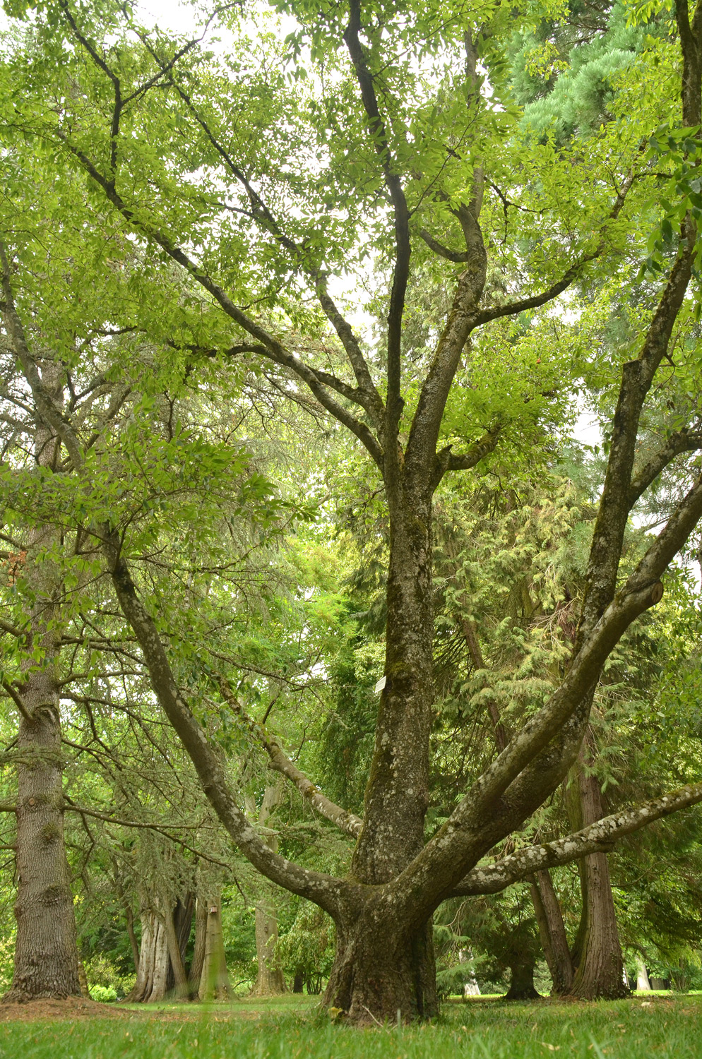 Fagus engleriana - Stuttgart-Hohenheim - Juli 2023