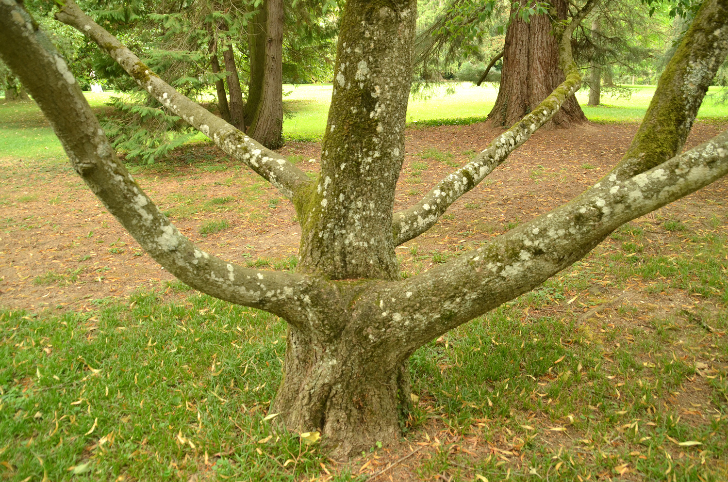 Fagus engleriana - Stuttgart-Hohenheim - Juli 2023