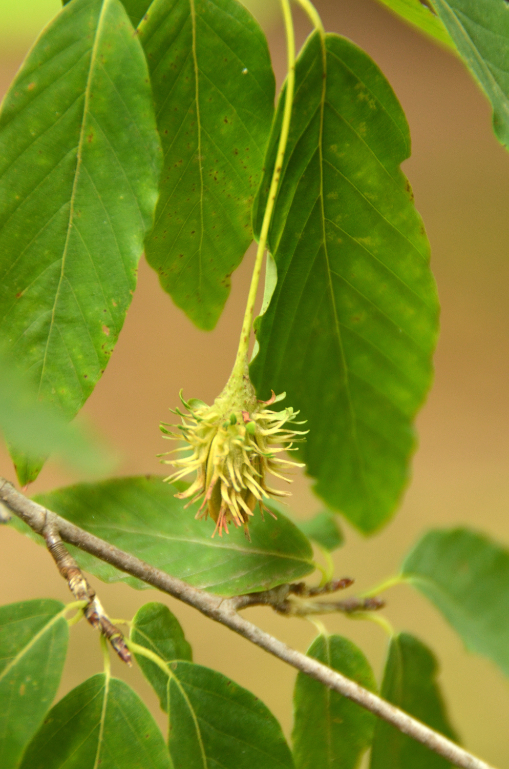 Fagus engleriana - Stuttgart-Hohenheim - Juli 2023