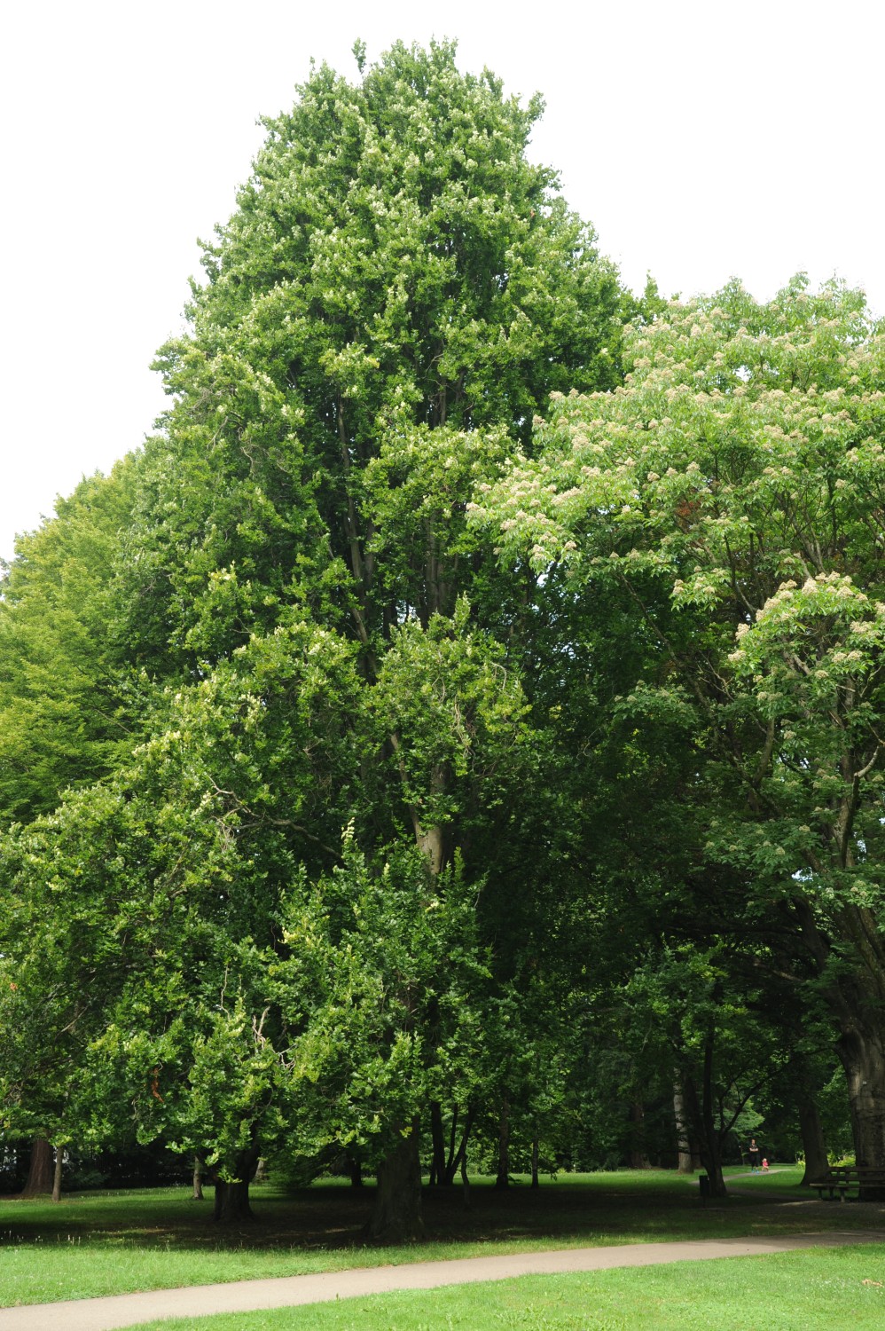 Fagus sylvatica 'Dawyck' - Stuttgart-Hohenheim - Juli 2014