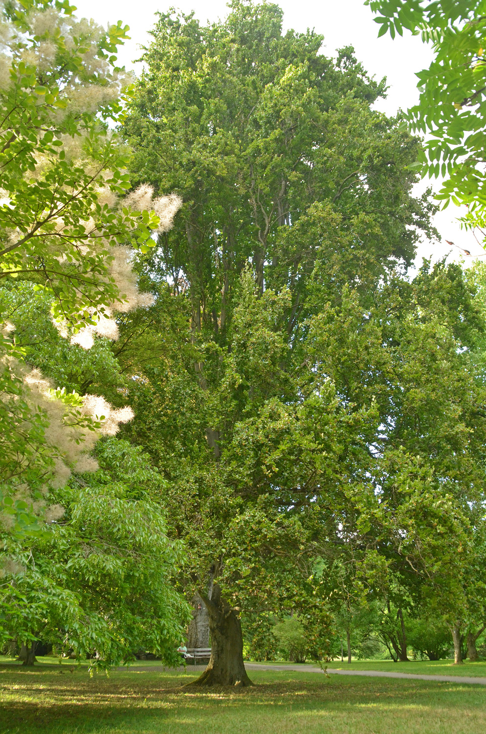 Fagus sylvatica 'Dawyck' - Stuttgart-Hohenheim - Juli 2023