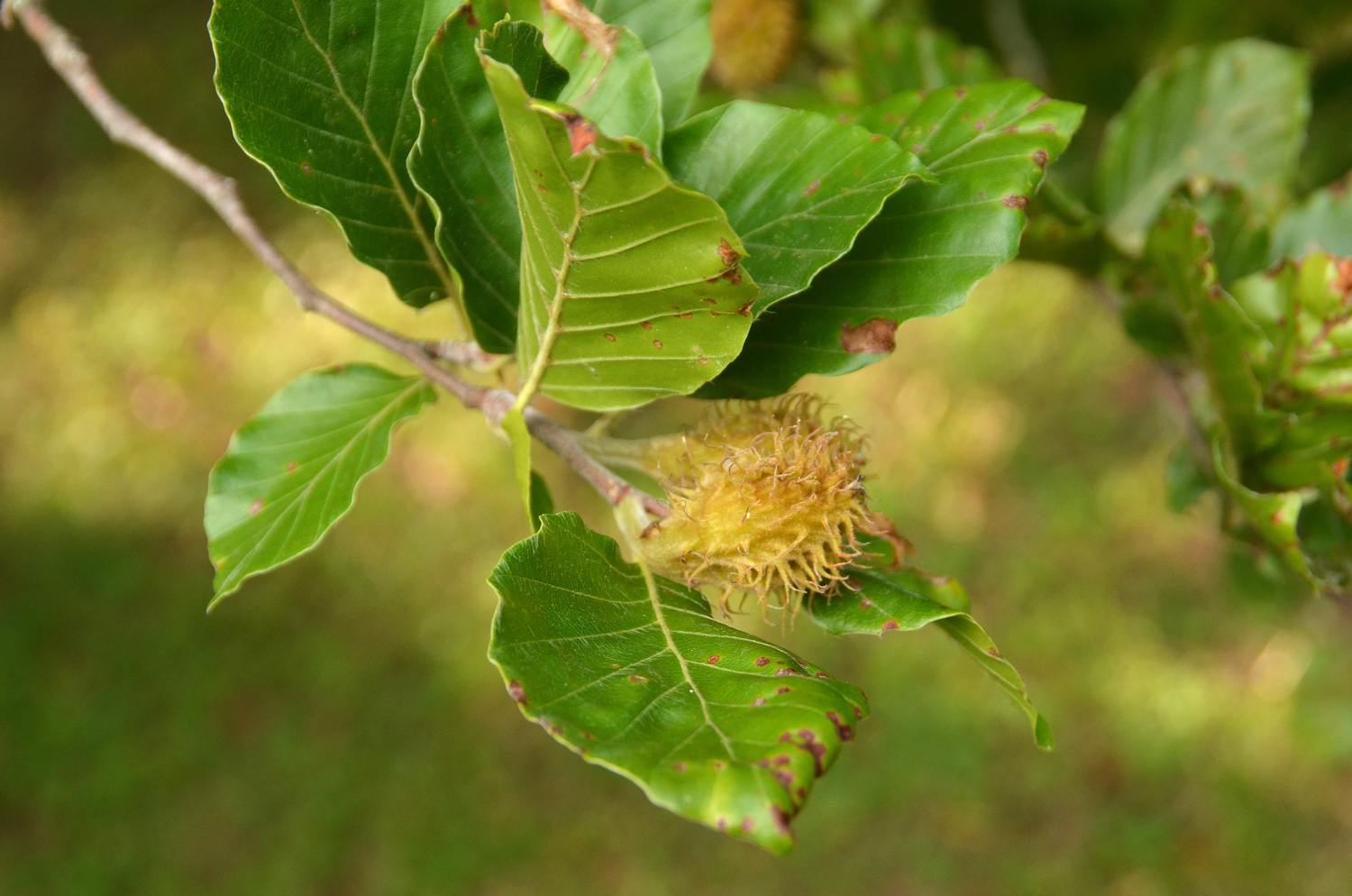 Fagus sylvatica 'Dawyck' - Stuttgart-Hohenheim - Juli 2023