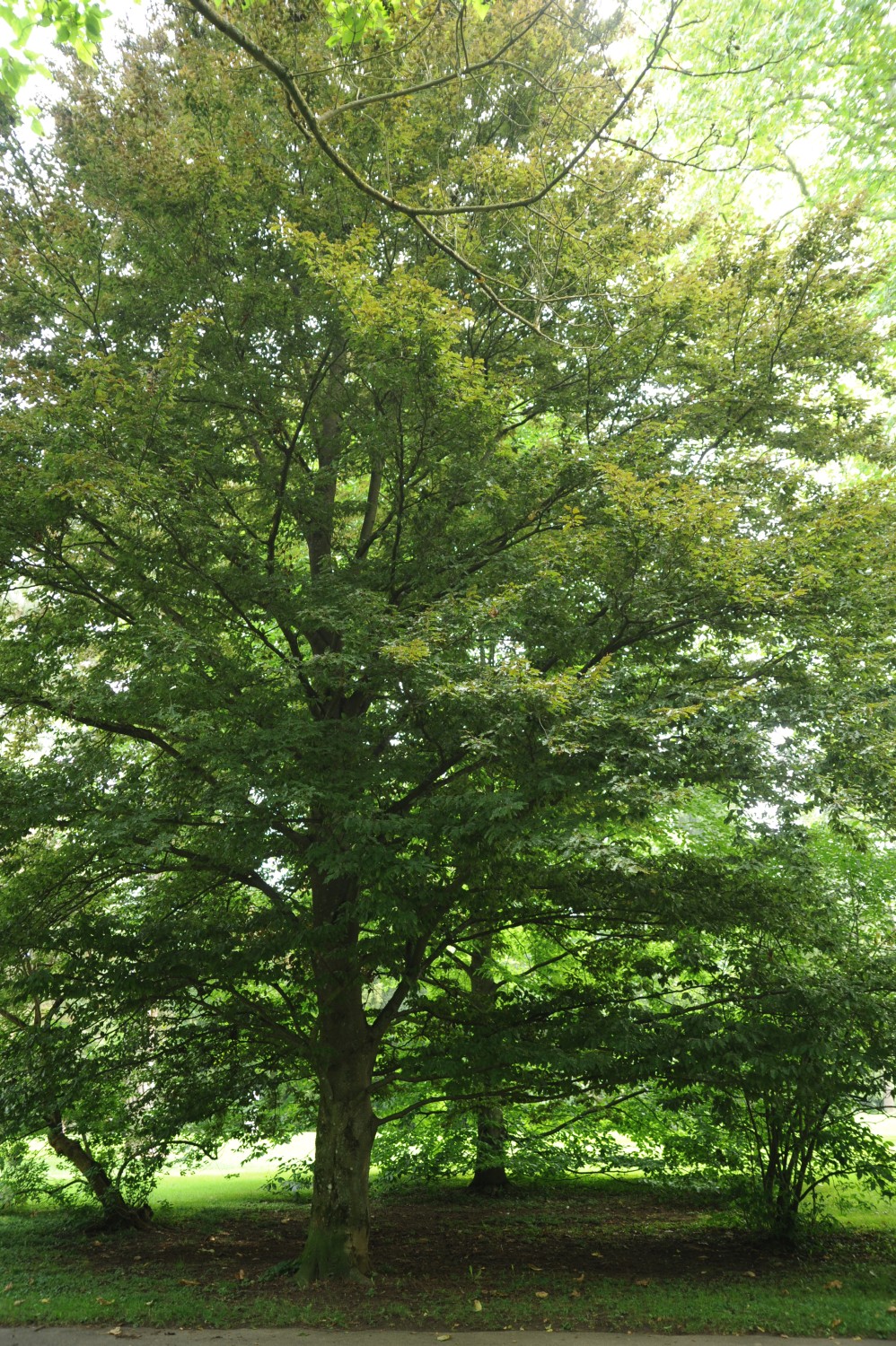 Fagus sylvatica 'Rohanii' - Stuttgart-Hohenheim - Juli 2014