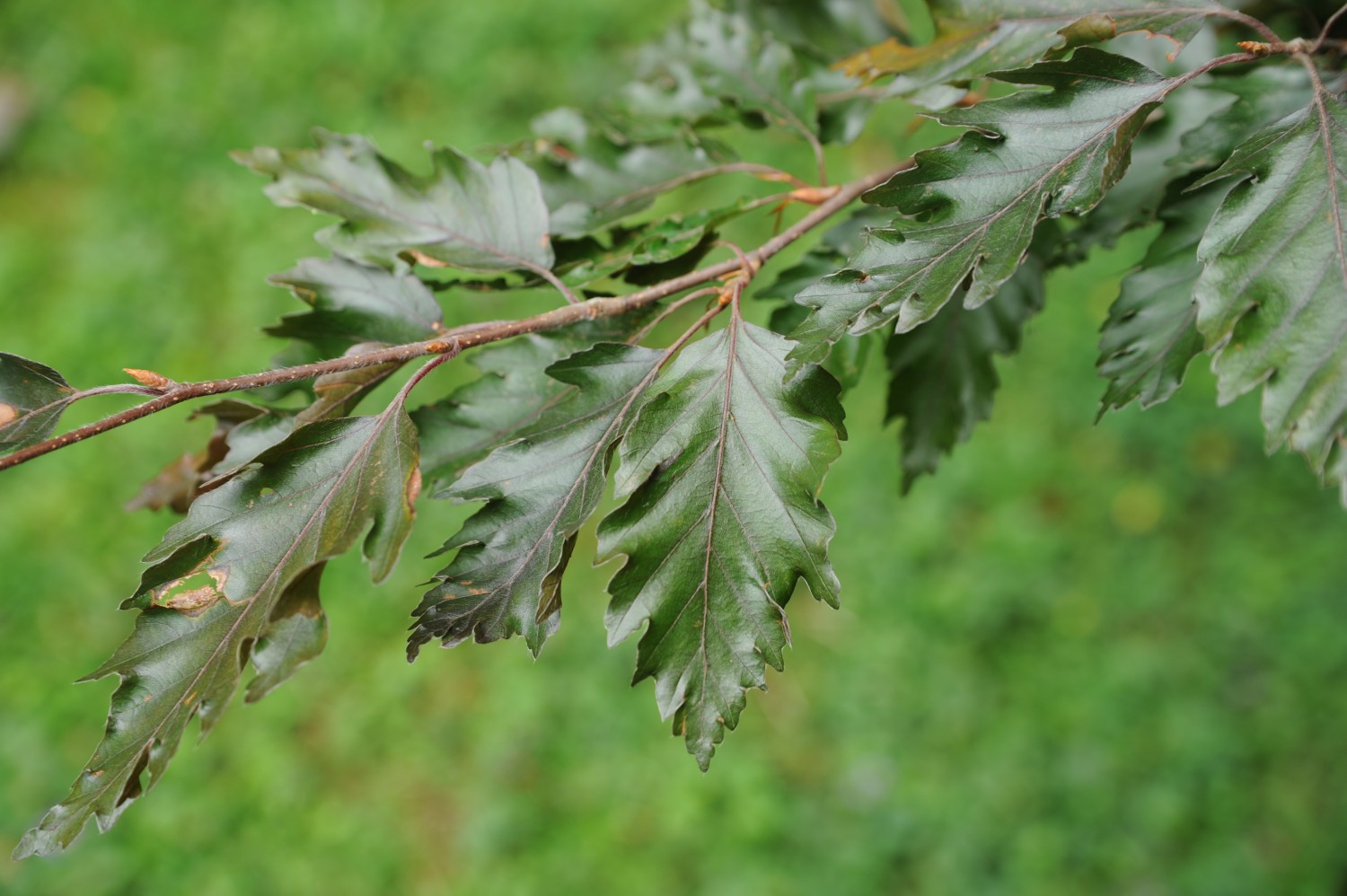 Fagus sylvatica 'Rohanii' - Stuttgart-Hohenheim - Juli 2014