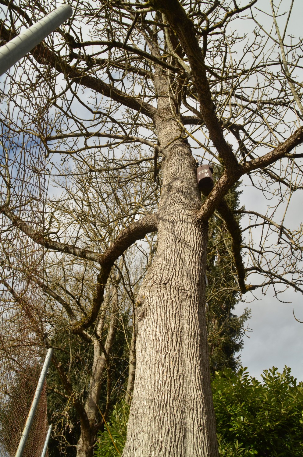 Fraxinus latifolia - Stuttgart-Hohenheim - 2021