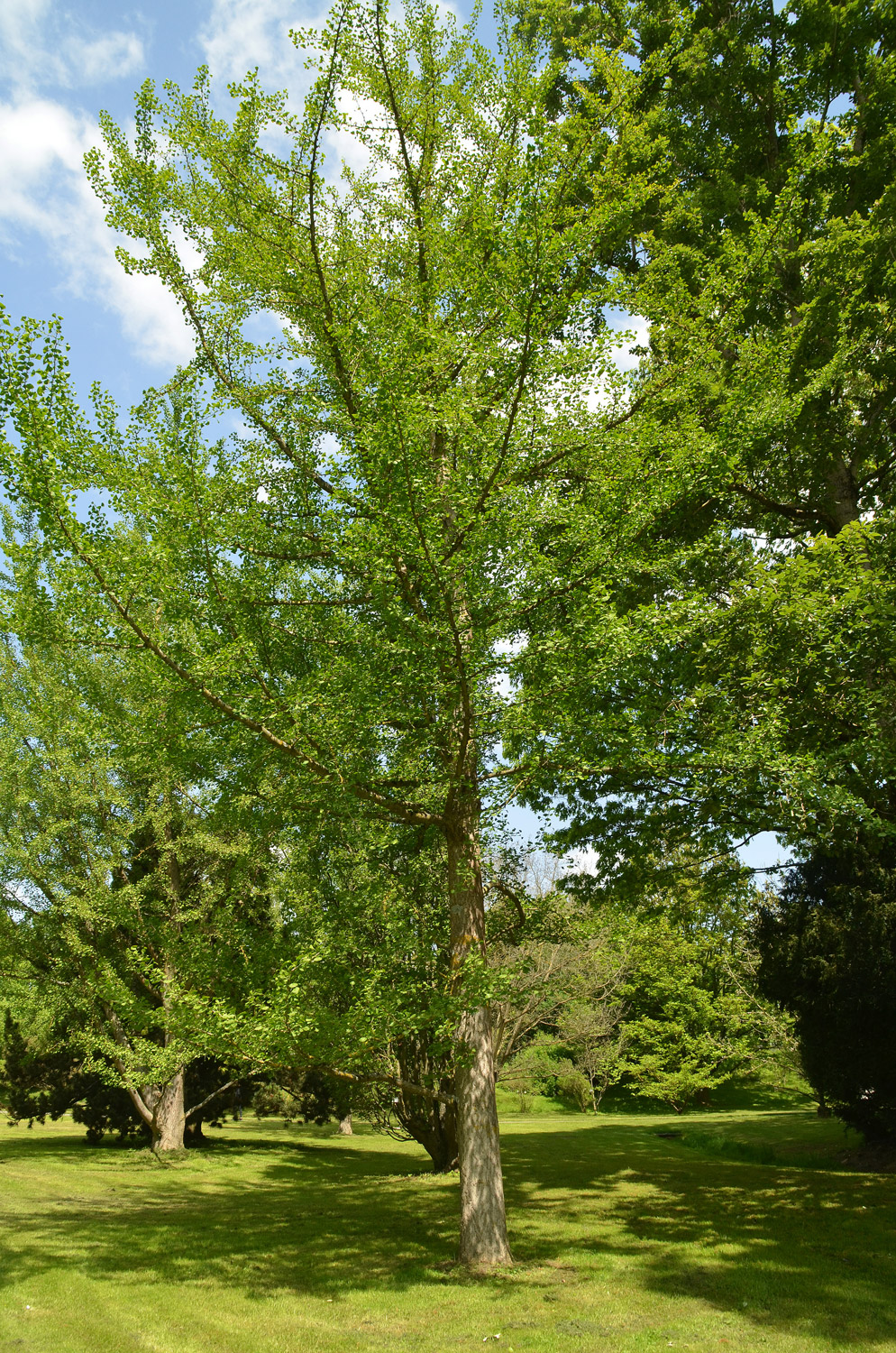 Ginkgo biloba 'Tremonia' - Stuttgart-Hohenheim - Mai 2023