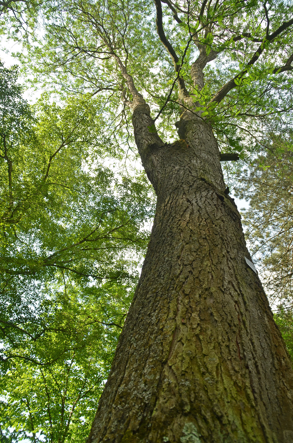 Gleditsia triacanthos 'Inermis' - Stuttgart-Hohenheim - Juli 2023