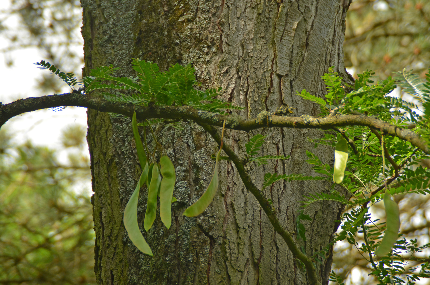 Gleditsia triacanthos 'Inermis' - Stuttgart-Hohenheim - Juli 2023