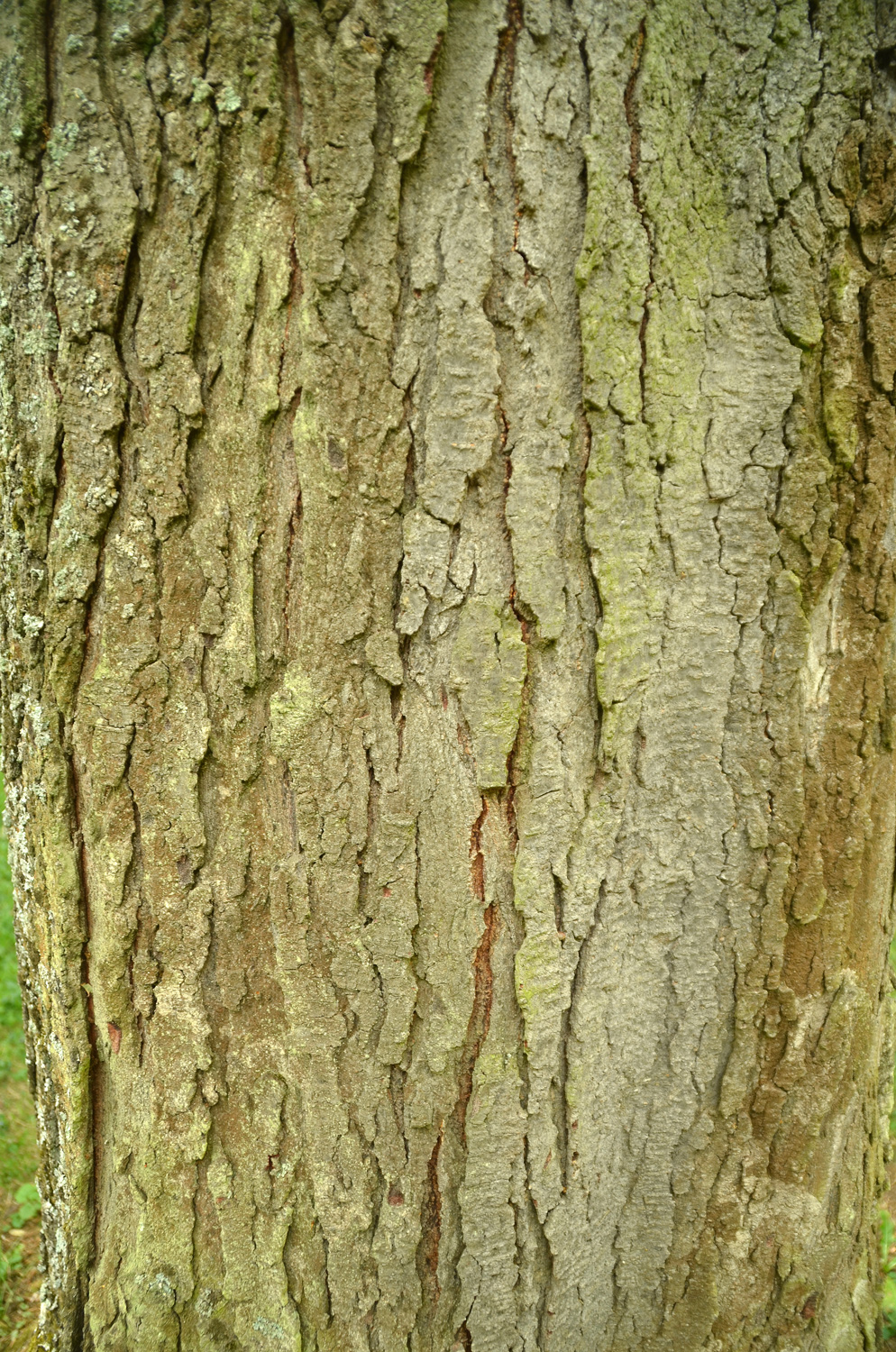 Gleditsia triacanthos 'Inermis' - Stuttgart-Hohenheim - Juli 2023