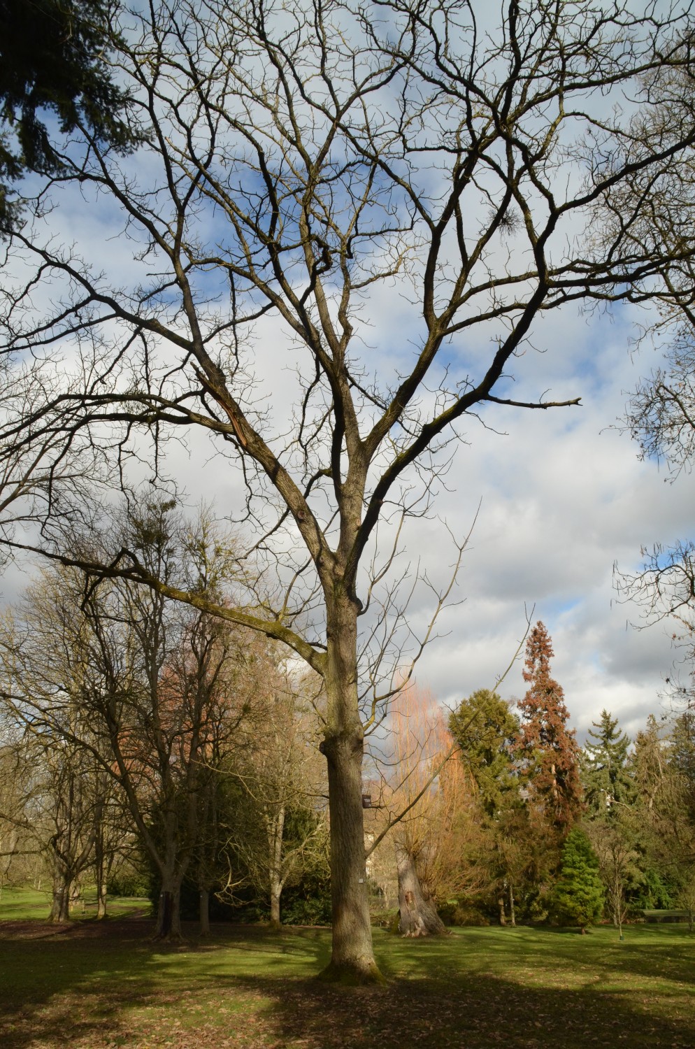 Juglans ailantifolia - Stuttgart-Hohenheim - 2021