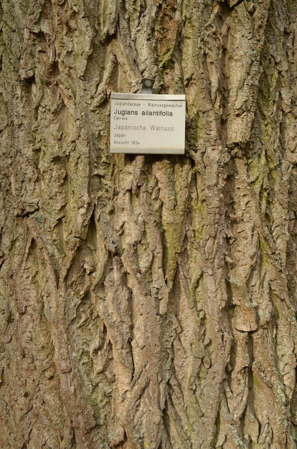 Juglans ailantifolia - Stuttgart-Hohenheim - 2021