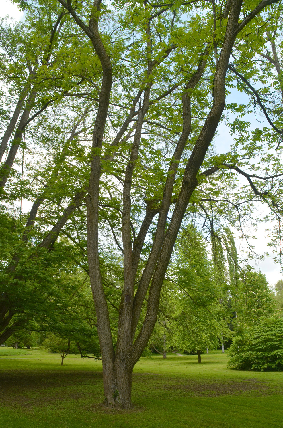 Juglans mandshurica - Stuttgart-Hohenheim - Mai 2023