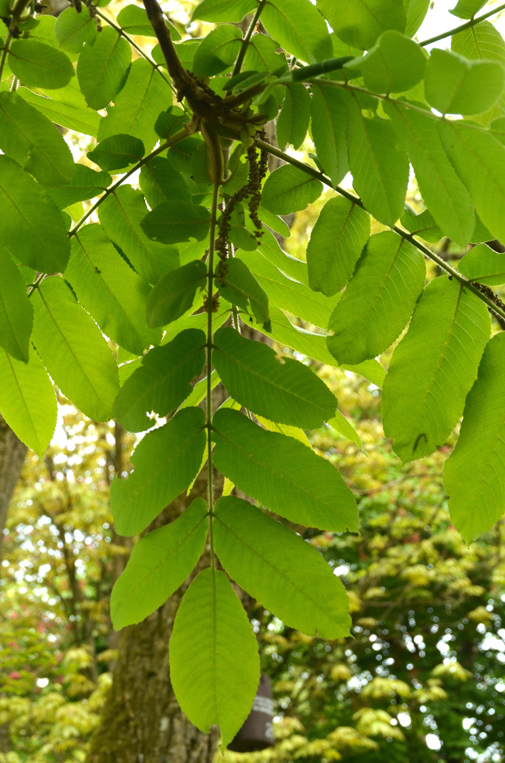 Juglans mandshurica - Stuttgart-Hohenheim - Mai 2023