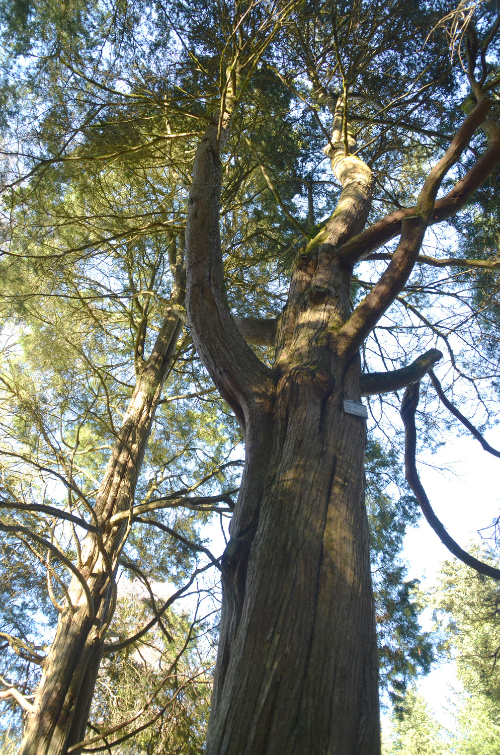 Juniperus virginia 'Glauca' - Stuttgart-Hohenheim - Febr. 2023