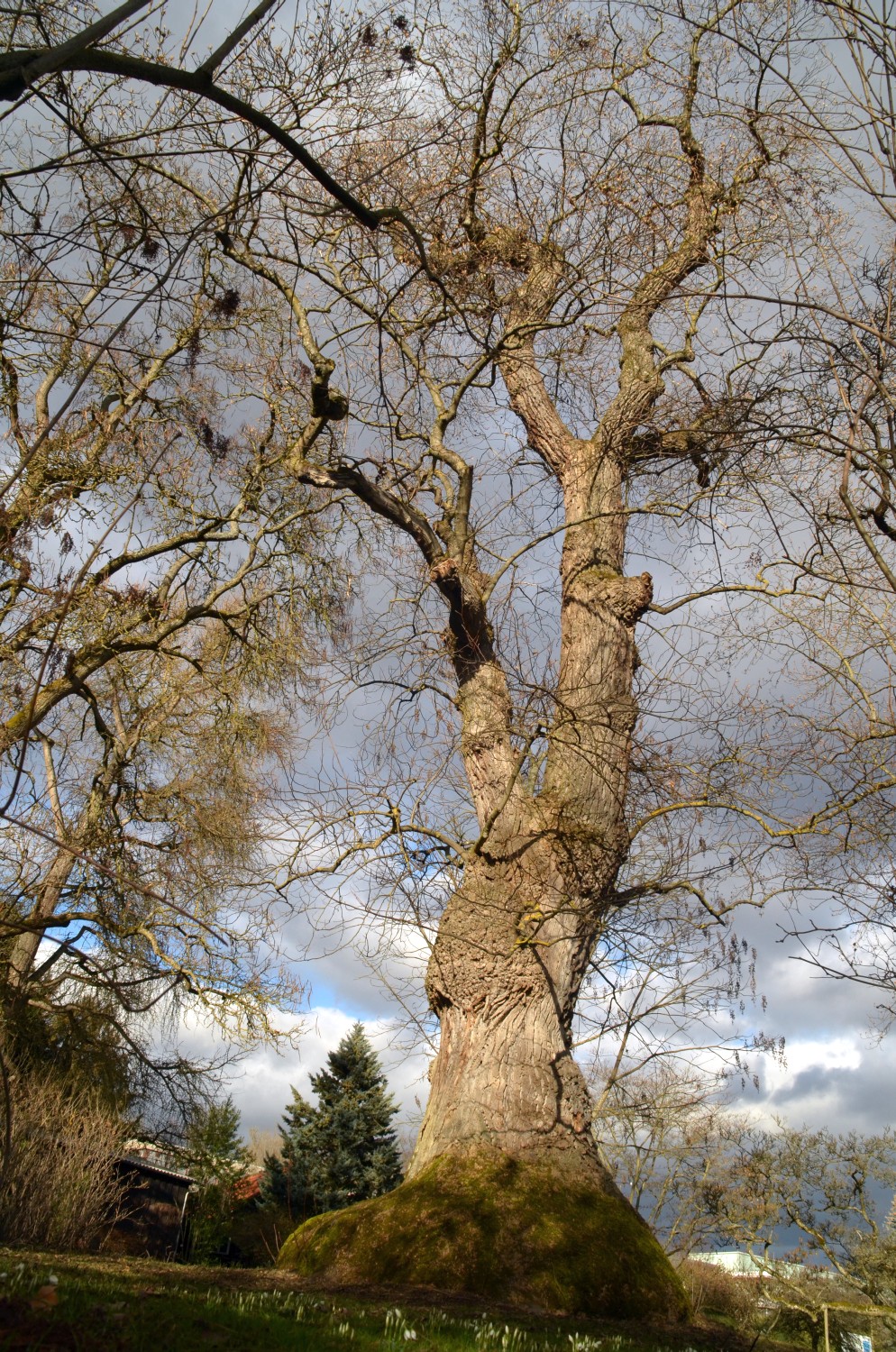 Liriodendron tulipifera - Stuttgart-Hohenheim - 2021