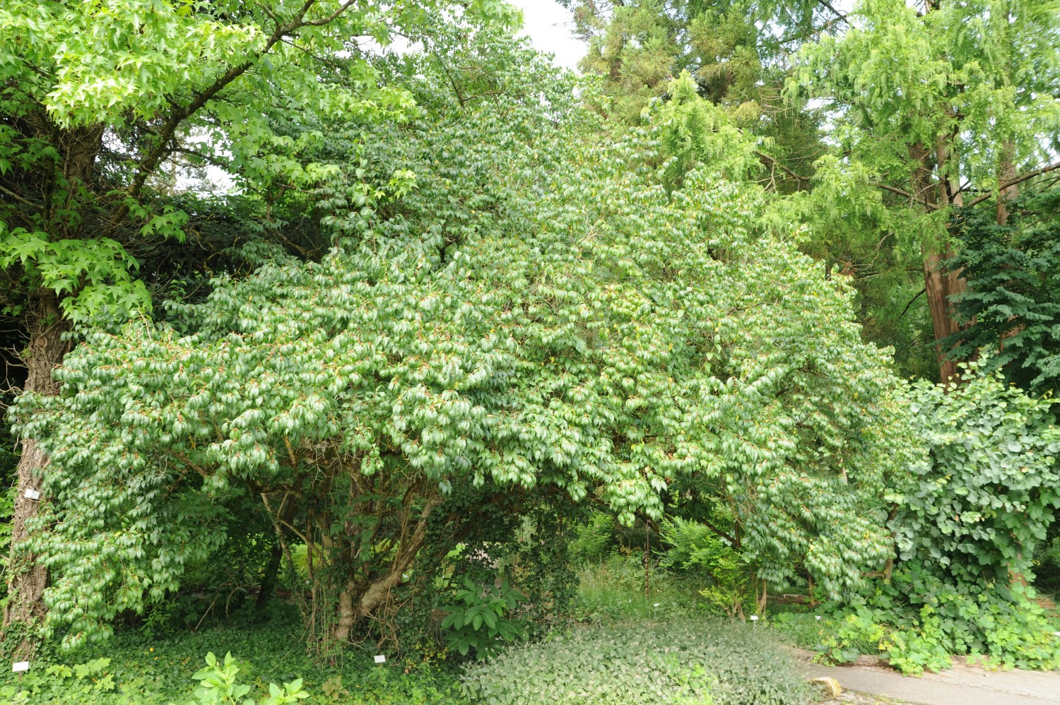 Lonicera maackii - Stuttgart-Hohenheim - Juli 2014