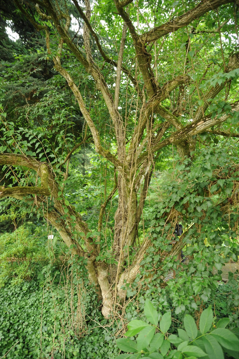 Lonicera maackii - Stuttgart-Hohenheim - Juli 2014