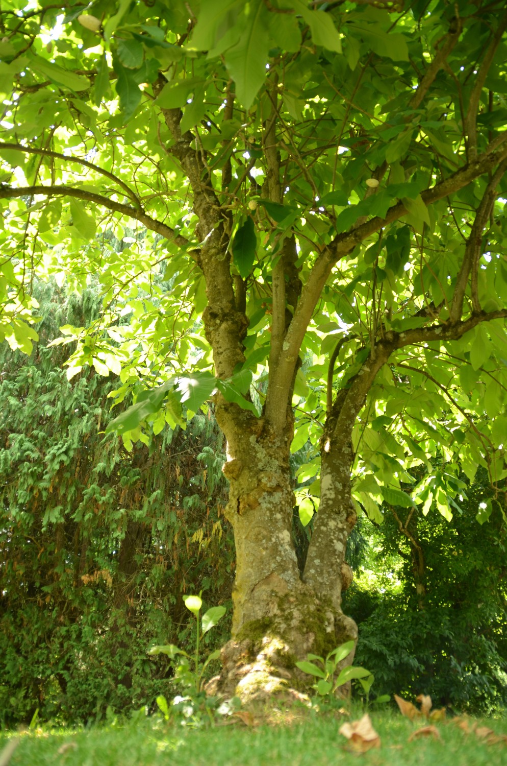 Magnolia tripetala - Stuttgart-Hohenheim - 2022