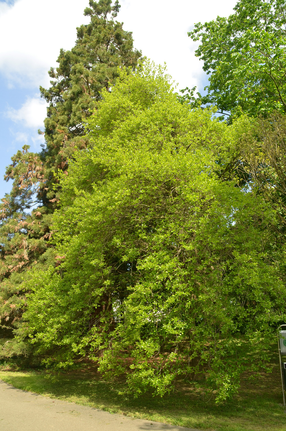 Nyssa sylvatica - Stuttgart-Hohenheim - Mai 2023