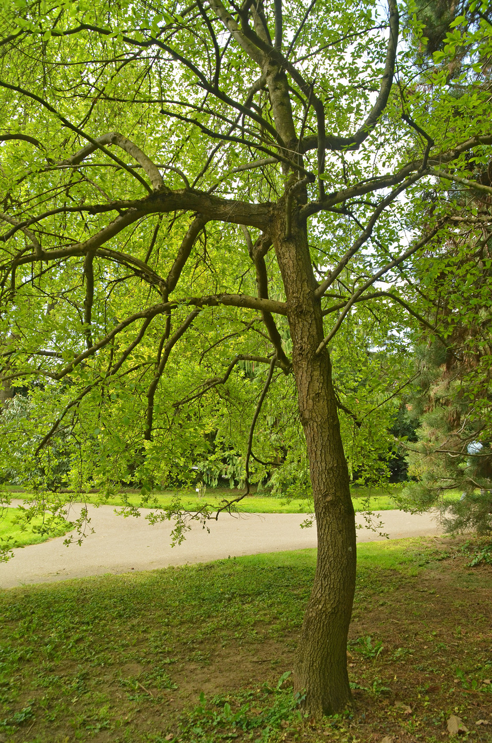 Nyssa sylvatica - Stuttgart-Hohenheim - Mai 2023