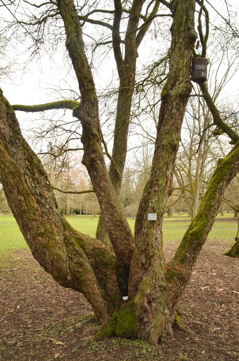 Ostrya carpinifolia - Stuttgart-Hohenheim - Febr. 2021