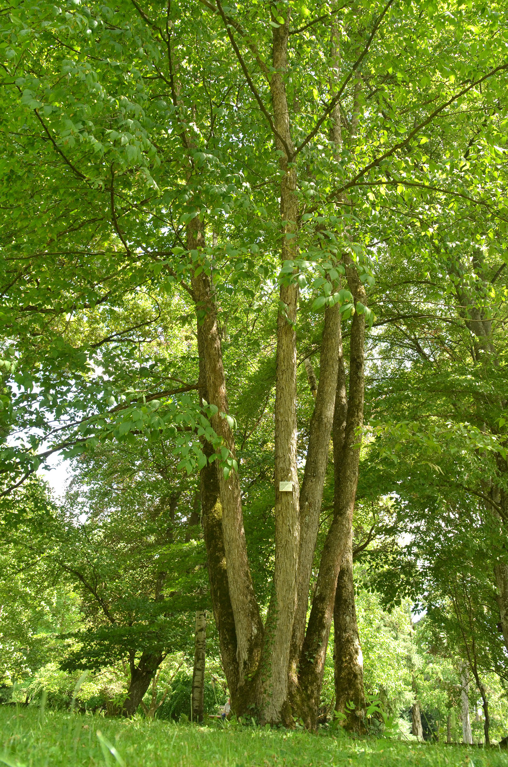 Ostrya virginiana - Stuttgart-Hohenheim - Juli 2023