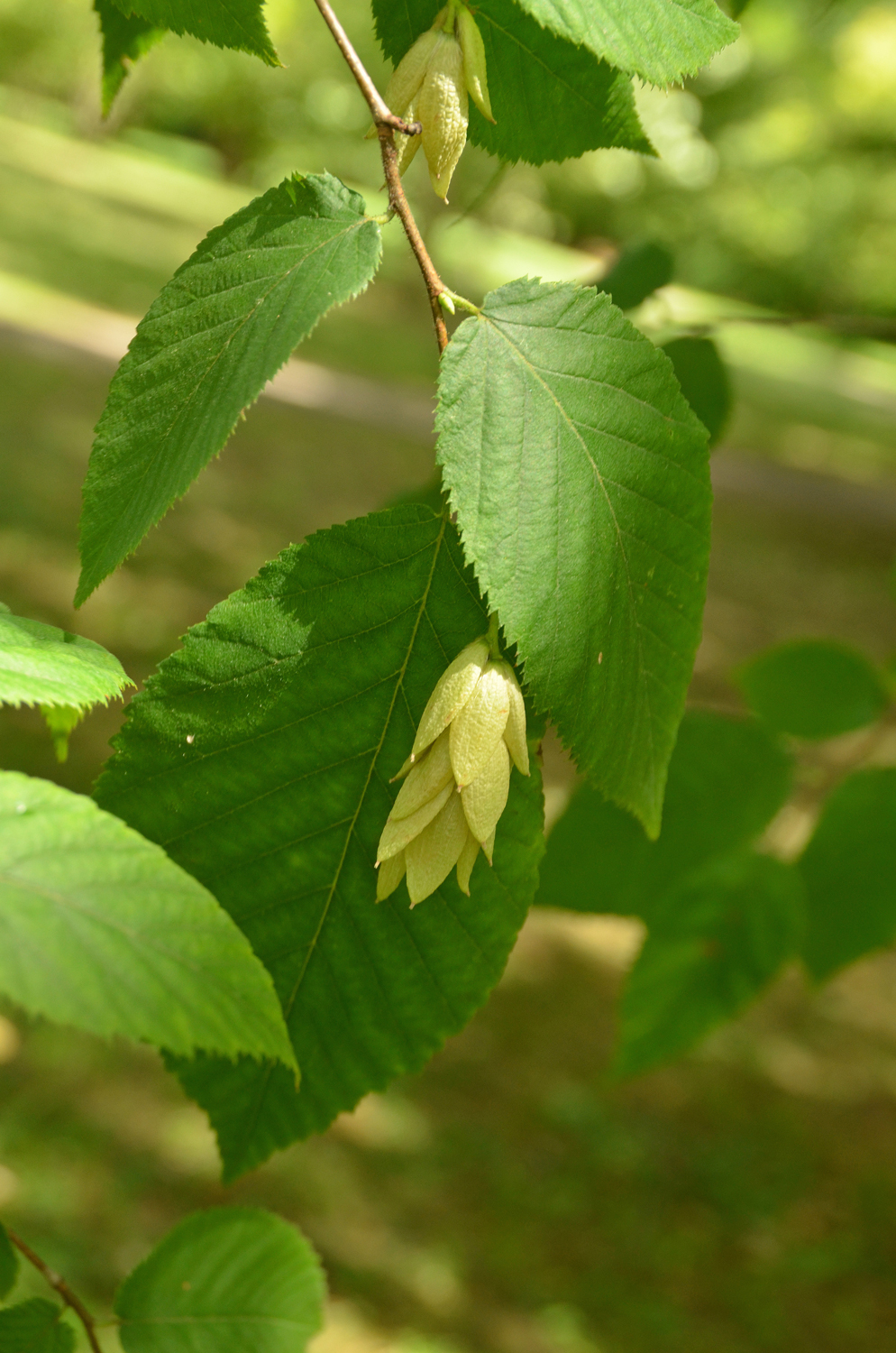 Ostrya virginiana - Stuttgart-Hohenheim - Juli 2023