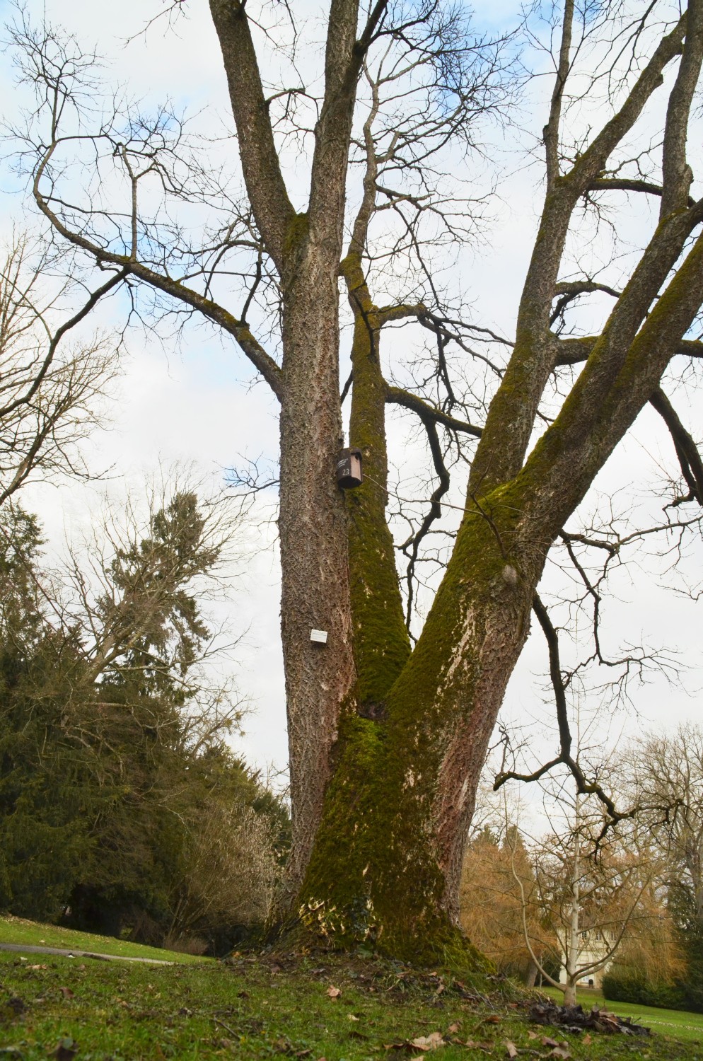 Phellodendron amurense - Stuttgart-Hohenheim - 2021