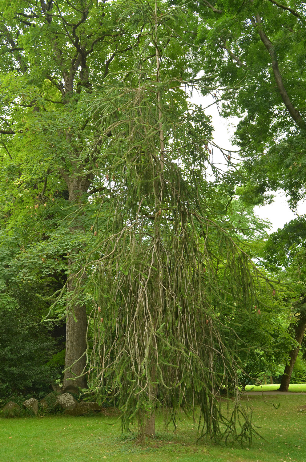 Picea abies 'Cranstonii' - Stuttgart-Hohenheim - Juli 2023