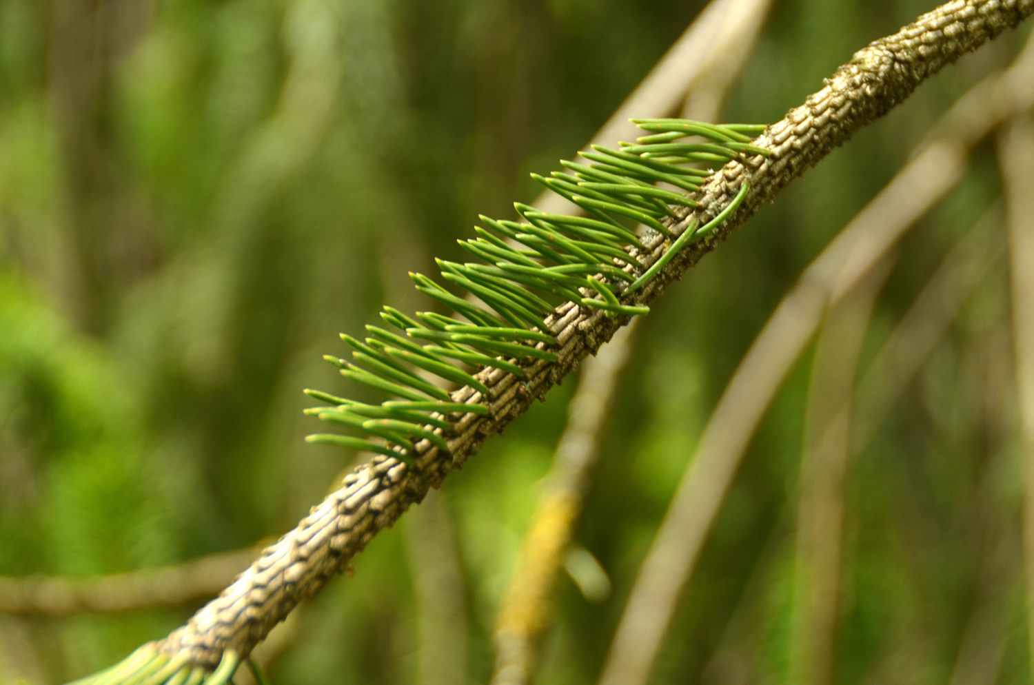 Picea abies 'Cranstonii' - Stuttgart-Hohenheim - Juli 2022