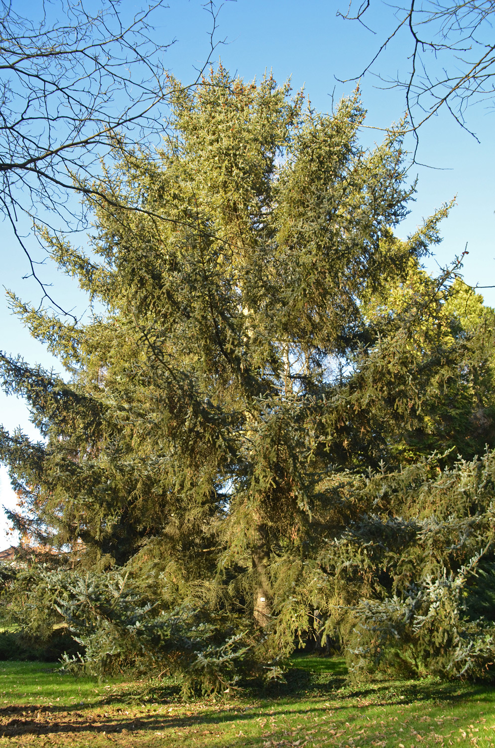 Picea jezoensis - Stuttgart-Hohenheim - Febr. 2023