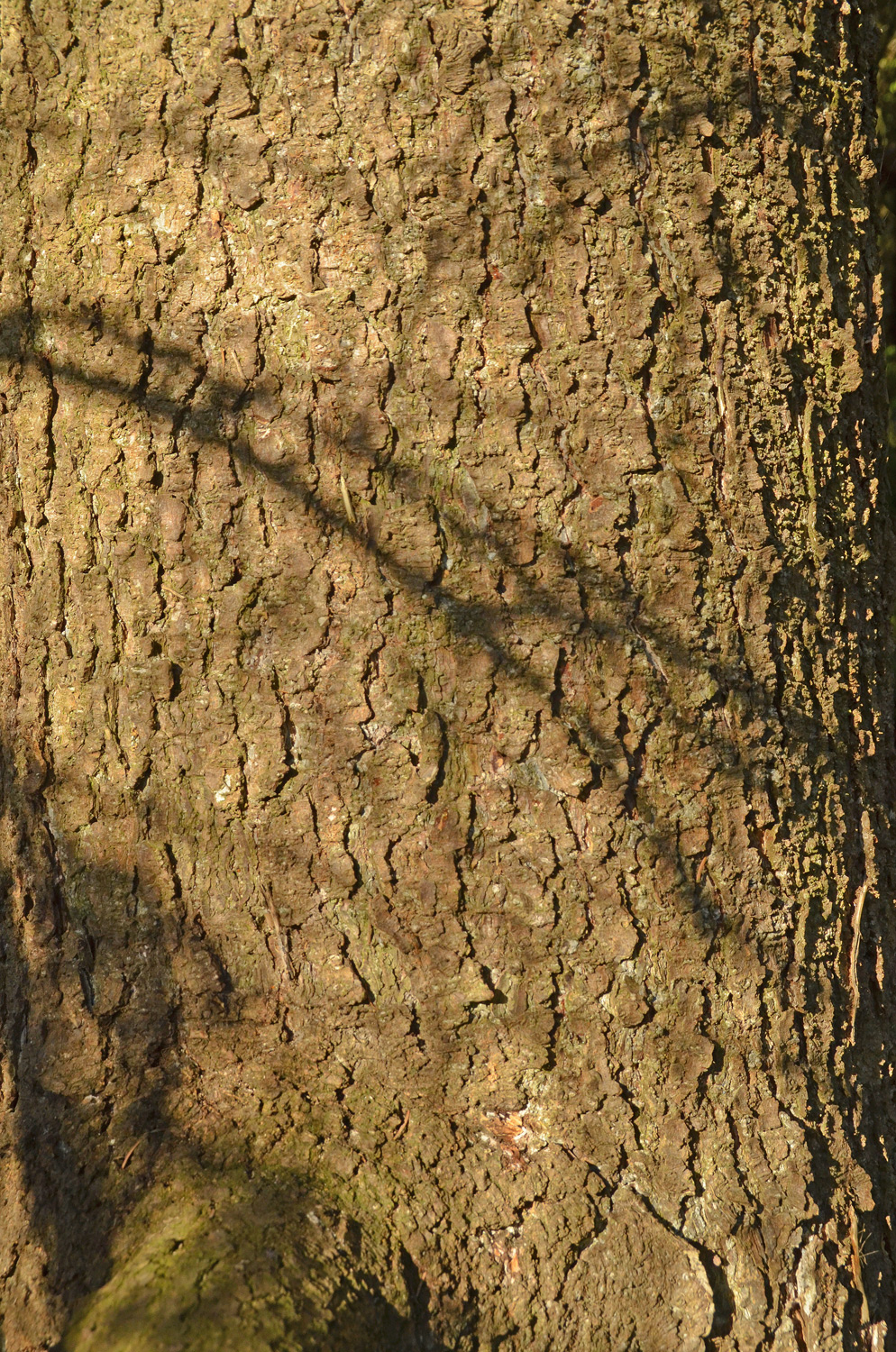Picea jezoensis - Stuttgart-Hohenheim - Febr. 2023