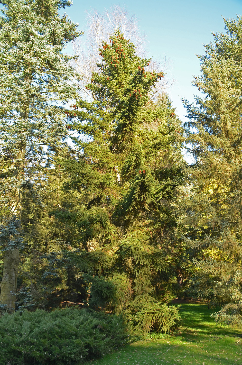Picea torano - Stuttgart-Hohenheim - Febr. 2023